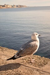 Seagull on the coast of an old Spanish town