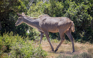 Close up of a female Kudu Antelope in a clearing in the African bush in Addo National Park, South Africa
