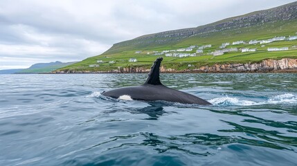 Fototapeta premium A magnificent whale's tail emerges from the tranquil waters, set against a stunning coastal backdrop, perfect for marine conservation initiatives and ocean tourism campaigns.
