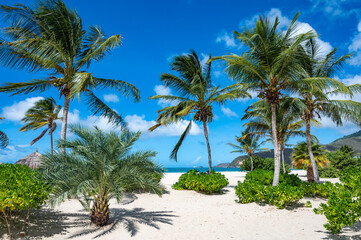 Obraz premium Beach with palm trees and a clear blue sky