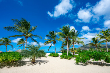 Obraz premium Beach with palm trees and a clear blue sky
