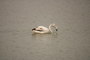 Greater Flamingo