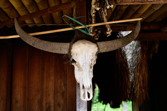 Buffalo Skull from a Ngada Tribe Sacrifice in Bena Traditional Village, Flores, Indonesia