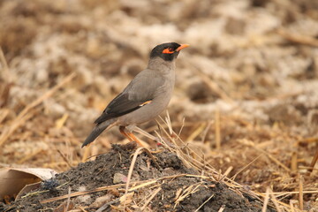 Myna