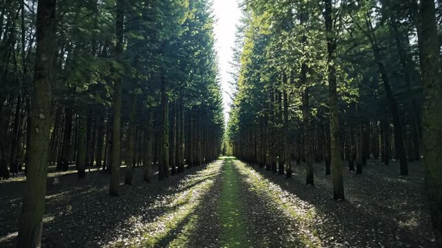 Symmetrical forest path journey video with a narrow depth of field