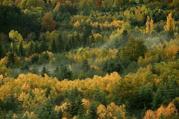 paysage de haute loire / Foret mixte