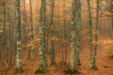 haute loire/fort mixte