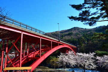 道の駅胎内の桜（新潟県）