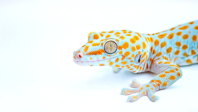 tokay gecko is a large light blue with red orange pink color spots, nocturnal arboreal gecko in the genus Gekko, the true geckos. It is native to Asia and some Pacific Islands. Isolated on white