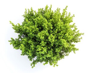 Fototapeta premium Aerial shot of a green bush with fine details and rich textures, isolated on a clean white background.