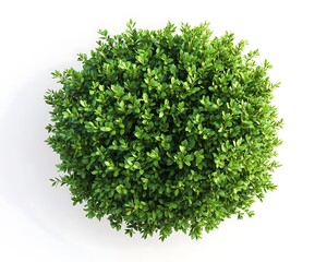 Fototapeta premium Aerial shot of a green bush with fine details and rich textures, isolated on a clean white background.