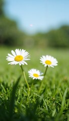 Three daisies in green grass under a clear blue sky with a sunny and vibrant atmosphere