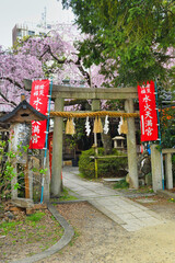 京都　水火天満宮　美しい枝垂れ桜（しだれ桜）（日本京都府京都市）Beautiful weeping cherry blossoms at Suika Tenmangu Shrine （Suikatenmangu Shrine ）in Kyoto (Kyoto City, Kyoto Prefecture, Japan)