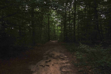 A dark, dense park filled with shadows and a mysterious atmosphere