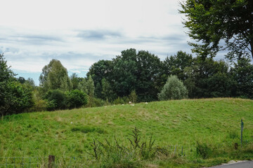 A park filled with lush greenery