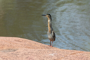 Héron strié,.Butorides striata, Striated Heron