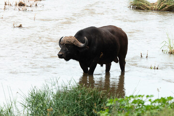 Buffle d'Afrique, Syncerus caffer, Parc national Kruger, Afrique du Sud