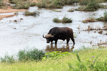 Buffle d'Afrique, Syncerus caffer, Parc national Kruger, Afrique du Sud