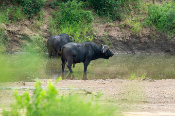 Buffle d'Afrique, Syncerus caffer, Parc national Kruger, Afrique du Sud
