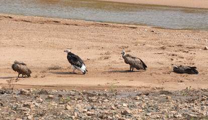 Vautour à tête blanche,.Trigonoceps occipitali Vautour africain, Gyps africanus, White backed Vulture, Parc nationals, White headed Vulture,