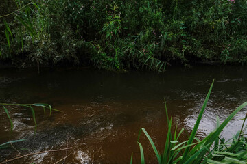 A shallow stream with clear water, revealing the riverbed below