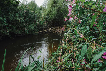 A shallow stream with clear water, revealing the riverbed below