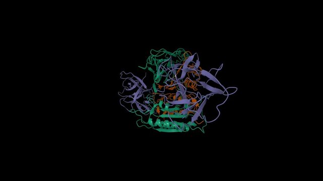Caspase-1 complex with interleukin-18 (violet). Animated 3D cartoon and molecular surface models, PDB 8sv1, entity id color scheme, black background.