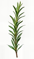 Fototapeta premium Closeup view of fresh rosemary sprig. Isolated on pure white background. Healthy, vibrant green plant. Ideal for food ingredient culinary use. Natural herb, aromatic, organic. Excellent for healthy