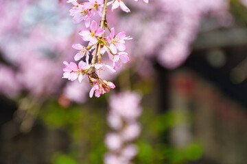 京都　水火天満宮　美しい枝垂れ桜（しだれ桜）コピースペースあり（日本京都府京都市）Beautiful weeping cherry blossoms at Suika Tenmangu Shrine （Suikatenmangu Shrine ）in Kyoto with copy space (Kyoto City, Kyoto Prefecture, Japan)