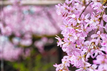 京都　水火天満宮　美しい枝垂れ桜（しだれ桜）コピースペースあり（日本京都府京都市）Beautiful weeping cherry blossoms at Suika Tenmangu Shrine （Suikatenmangu Shrine ）in Kyoto with copy space (Kyoto City, Kyoto Prefecture, Japan)
