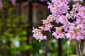 京都　水火天満宮　美しい枝垂れ桜（しだれ桜）コピースペースあり（日本京都府京都市）Beautiful weeping cherry blossoms at Suika Tenmangu Shrine （Suikatenmangu Shrine ）in Kyoto with copy space (Kyoto City, Kyoto Prefecture, Japan)
