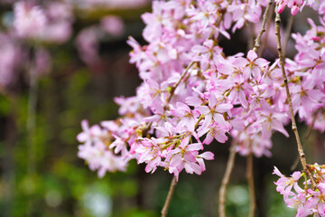 京都　水火天満宮　美しい枝垂れ桜（しだれ桜）コピースペースあり（日本京都府京都市）Beautiful weeping cherry blossoms at Suika Tenmangu Shrine （Suikatenmangu Shrine ）in Kyoto with copy space (Kyoto City, Kyoto Prefecture, Japan)