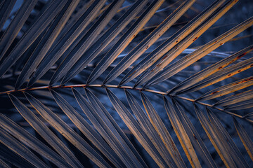 blue and yellow palm tree leaves in springtime, abstract background, tropical climate