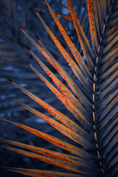 blue and yellow palm tree leaves in springtime, abstract background, tropical climate