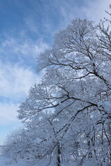 霧氷に覆われたハンノキ　美唄市宮島沼
