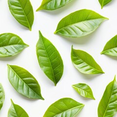 Obraz premium Green Tea Leaves Seamless Pattern On White Background, Natural Herbal Tea Ingredient Design