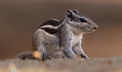 squirrel on the ground
