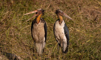 Greater Adjutant