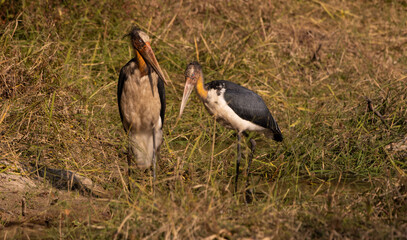 Greater Adjutant