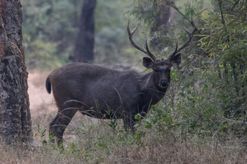 Sambar deer