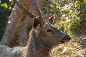 Sambar deer
