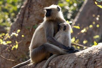 Langur monkeys