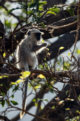 Langur monkeys