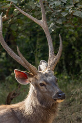 Sambar deer
