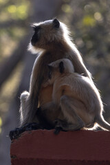 Langur monkeys