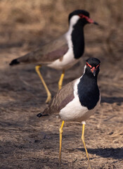 Indian lapwing