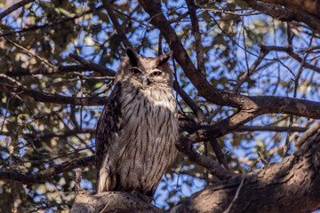 owl on a branch