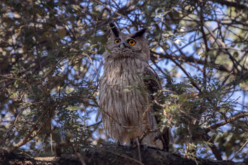 owl on tree