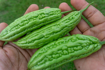 fresh green bitter gourds in the hands of the farmer