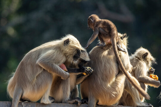 Langur monkey family